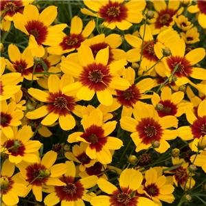 Coreopsis Verticillata 'Sizzle And Spice Curry Up'